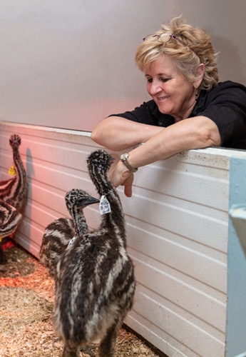 qu'est-ce qu'un émeuy